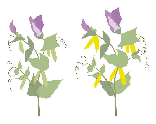 Digital illustration of flowering pea plants with ripe and unripe pea pods