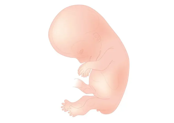 Framed Print : Digital illustration of foetal size at 10 weeks Framed Print : Digital illustration of foetal size at 10 weeks