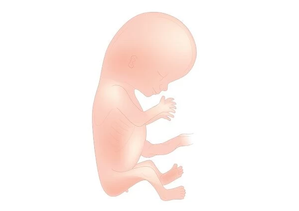 Digital illustration of foetal size at 11 weeks