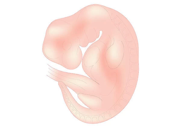 Digital illustration of foetus size at 6 weeks
