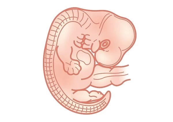 Digital illustration of foetus size at 7 weeks