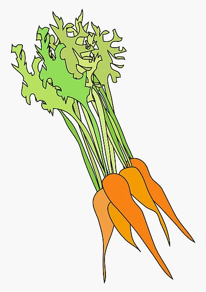 Digital illustration of fresh bunch of carrots