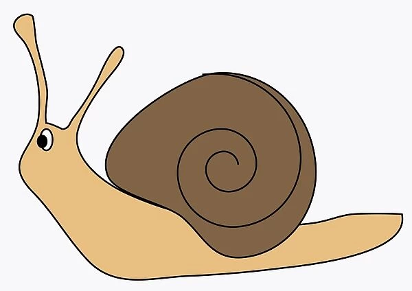 Digital illustration of garden snail