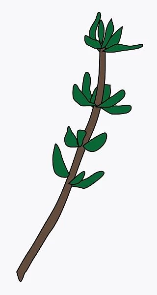 Digital illustration of green leaves of Thymus (Thyme) on stem