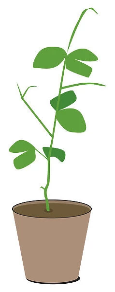 Digital illustration of green plant in pot
