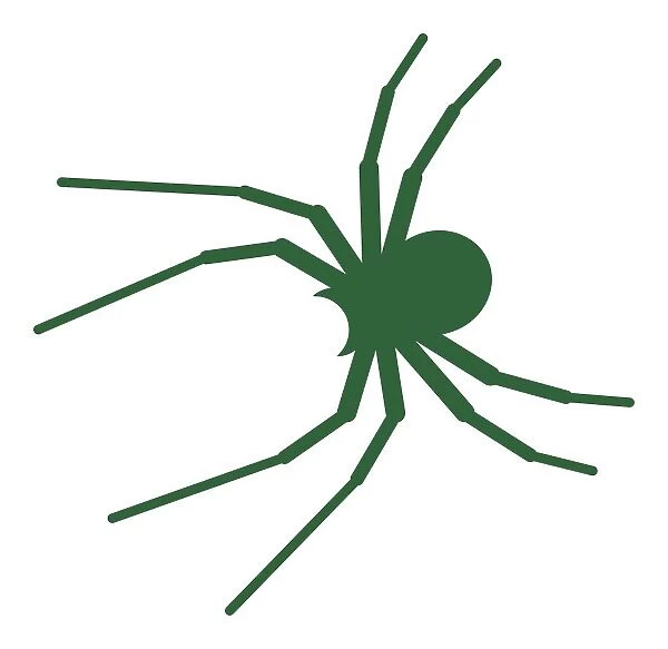 Digital illustration of green spider with long legs