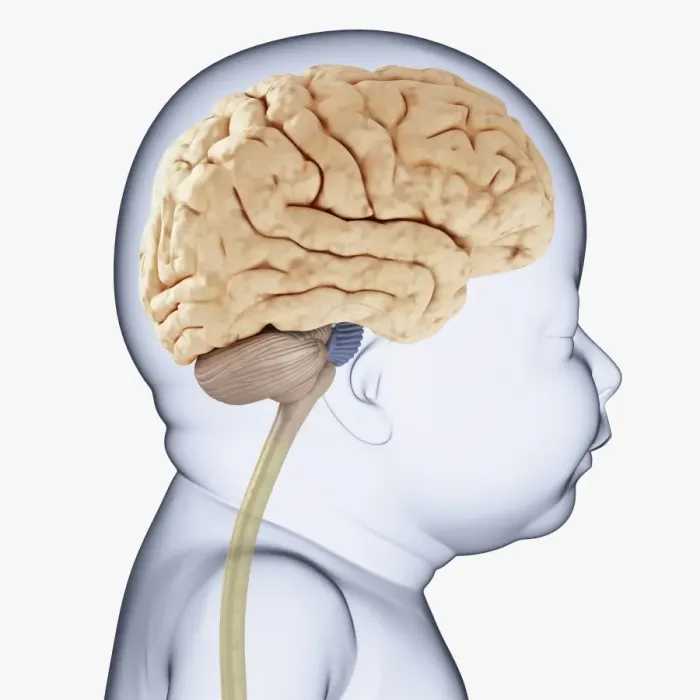 Framed Print : Digital illustration of head of baby in profile showing brain