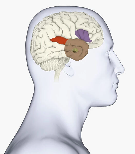 Digital illustration of head in profile showing amygdala, auditory cortex, wernickes area, and anterior temporal lobe in human brain