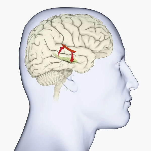 Digital illustration of head in profile showing auditory cortex (red), and hippocampus (green) and direction of signals in brain