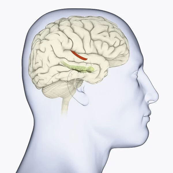 Digital illustration of head in profile showing hippocampus and amygdala (green), and auditory area (red) in brain