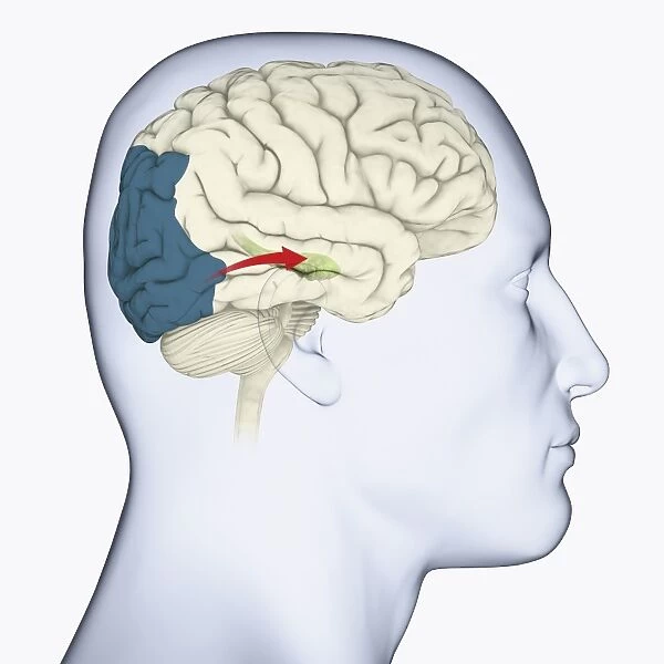 Digital illustration of head in profile showing direction of sensory signals from visual cortex to hippocampus in brain