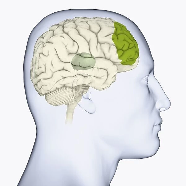 Digital illustration of head in profile showing thalamus (grey), and frontal lobe (green) in brain