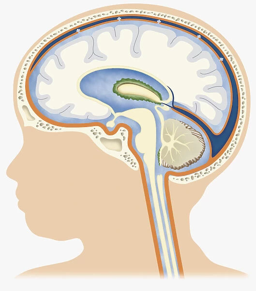 Digital illustration of head in profile showing cerebrospinal fluid on brain of baby
