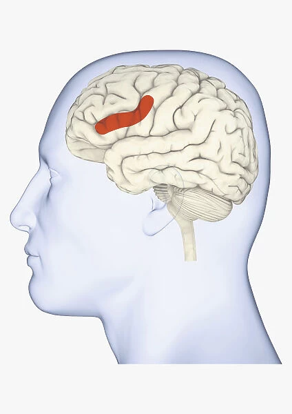 Digital illustration of head in profile showing area of mirror neuron in brain highlighted in orange