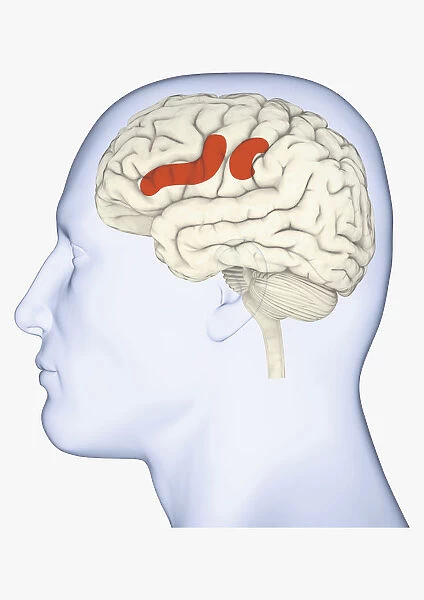 Digital illustration of head in profile showing areas of mirror neuron in brain highlighted in orange