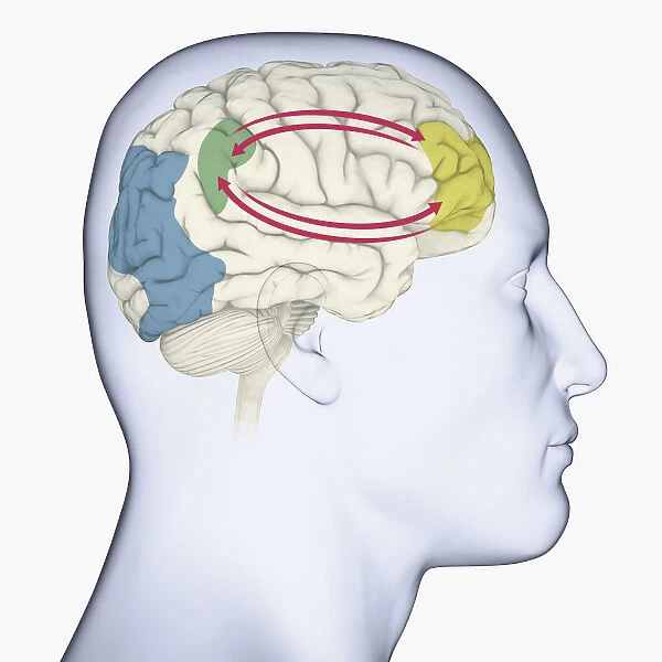 Digital illustration of head in profile showing brain and right side of working memory