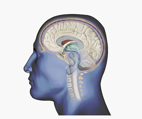 Digital illustration of head in profile showing brain and spine