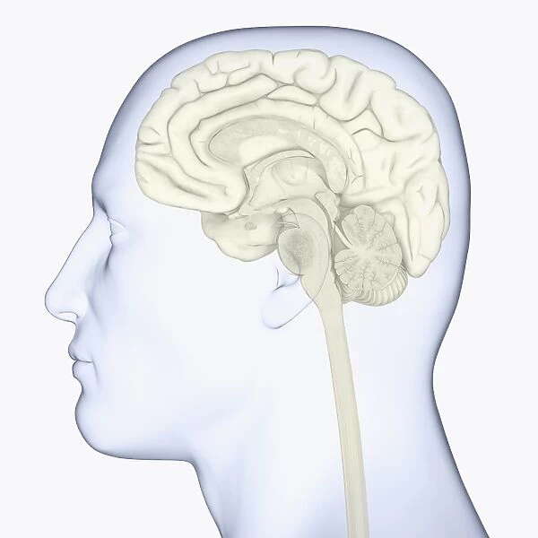 Digital illustration of head in profile showing brain