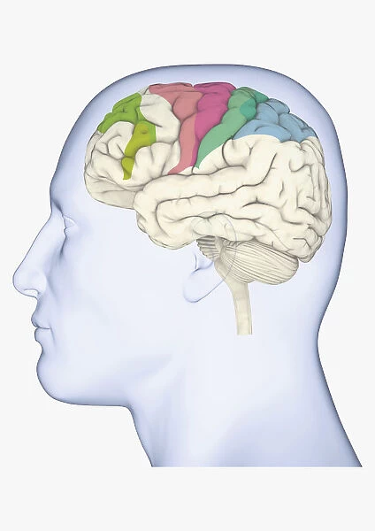 Digital illustration of head in profile showing brain with areas of movement highlighted in green, pink, blue and green