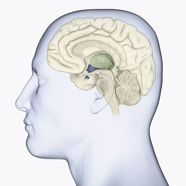 Digital illustration of head in profile showing brain highlighting thalamus in green and hypothalamus and pituitary gland in blue