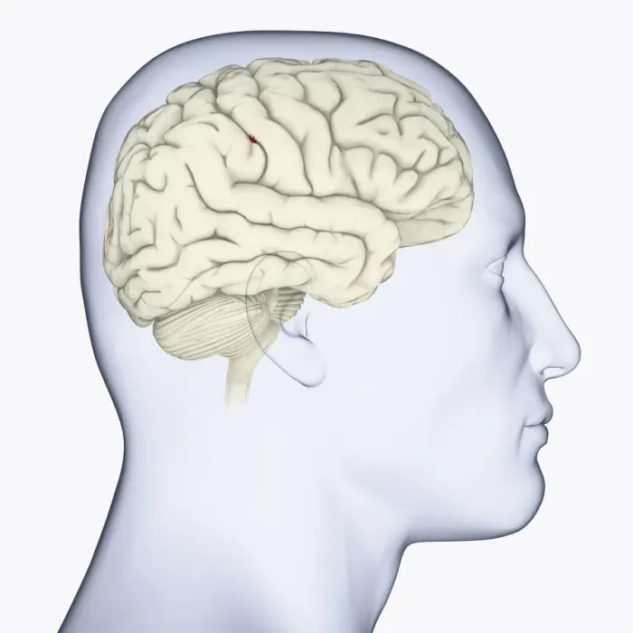 Framed Print : Digital illustration of head in profile showing brain