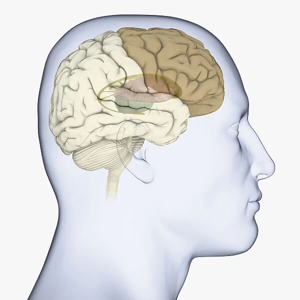 Digital illustration of head in profile showing brain with basal ganglia, thalamus and frontal cortex highlighted