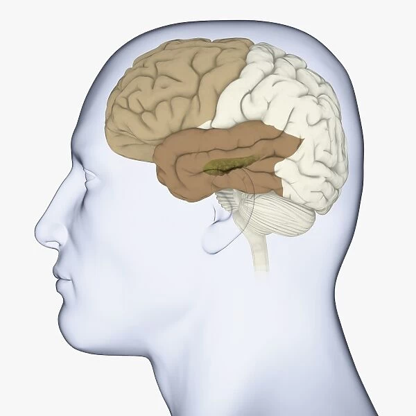 Digital illustration of head in profile showing brain with hippocampus, frontal and temporal lobes highlighted
