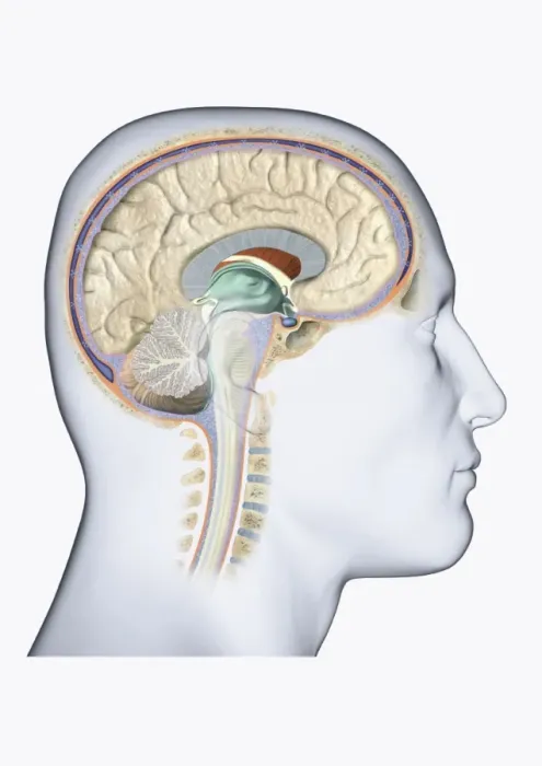 Framed Print : Digital illustration of head in profile showing brain