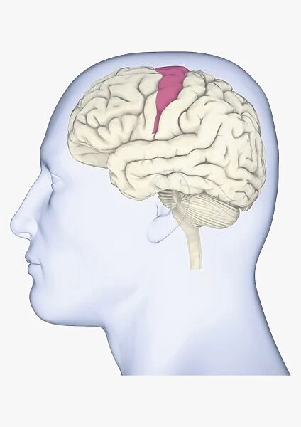 Digital illustration of head in profile showing brain with somatosensory cortex highlighted in pink