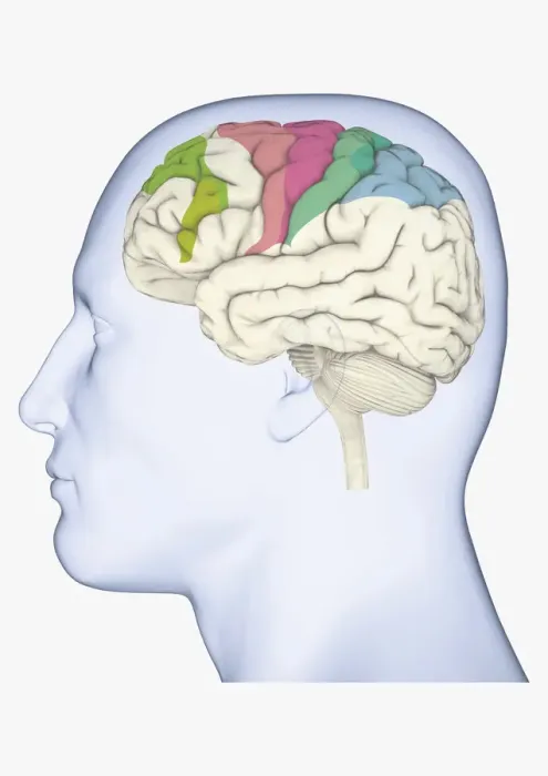 Framed Print : Digital illustration of head in profile showing brain with areas of movement highlighted in green, pink, blue and green