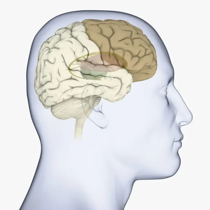 Framed Print : Digital illustration of head in profile showing brain with basal ganglia, thalamus and frontal cortex highlighted