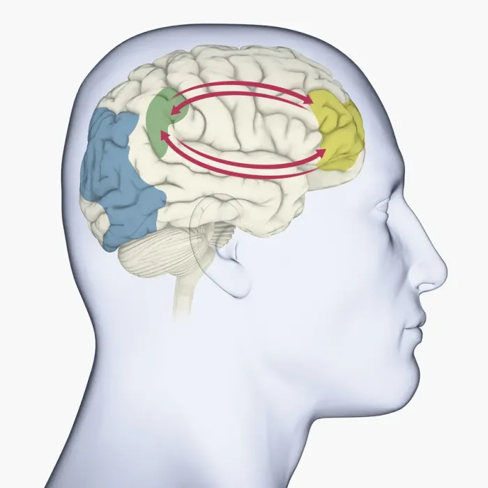 Framed Print : Digital illustration of head in profile showing brain and right side of working memory Framed Print : Digital illustration of head in profile showing brain and right side of working memory