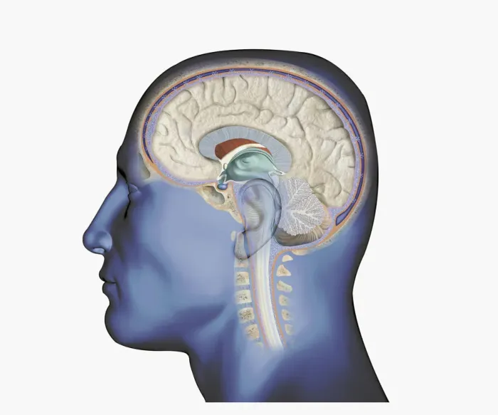 Framed Print : Digital illustration of head in profile showing brain and spine Framed Print : Digital illustration of head in profile showing brain and spine