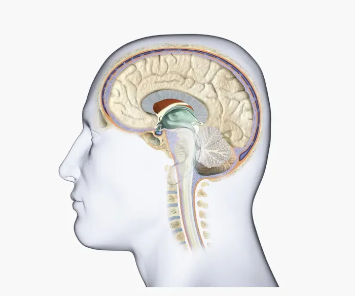 Framed Print : Digital illustration of head in profile showing brain and spine