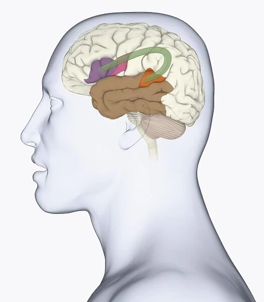 Digital illustration of head in profile showing bundle of nerve fibres connecti ng Brocas area and Wernickes area in human brain