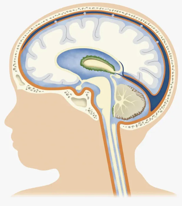 Framed Print : Digital illustration of head in profile showing cerebrospinal fluid on brain of baby Framed Print : Digital illustration of head in profile showing cerebrospinal fluid on brain of baby