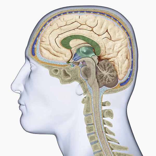 Digital illustration of head in profile showing cross section of brain, neck vertebra and spine