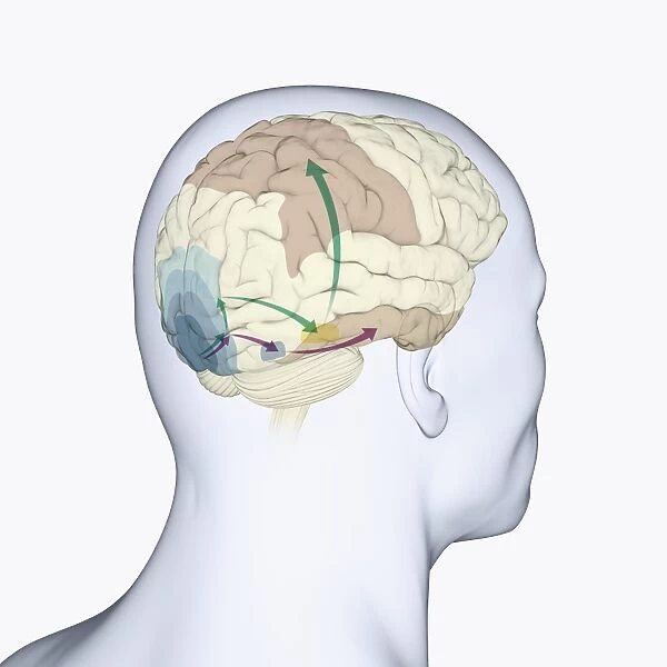 Digital illustration of head in profile showing dorsal and ventral pathways of brain
