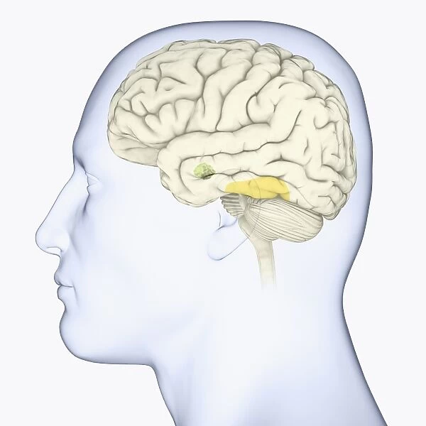 Digital illustration of head in profile showing face recognition area and amygdala in brain
