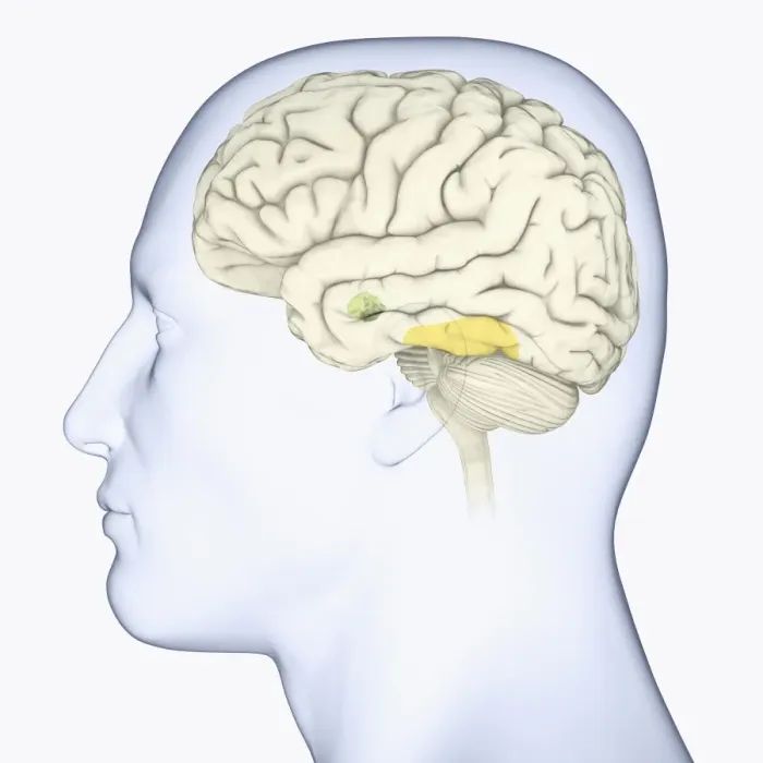 Framed Print : Digital illustration of head in profile showing face recognition area and amygdala in brain Framed Print : Digital illustration of head in profile showing face recognition area and amygdala in brain