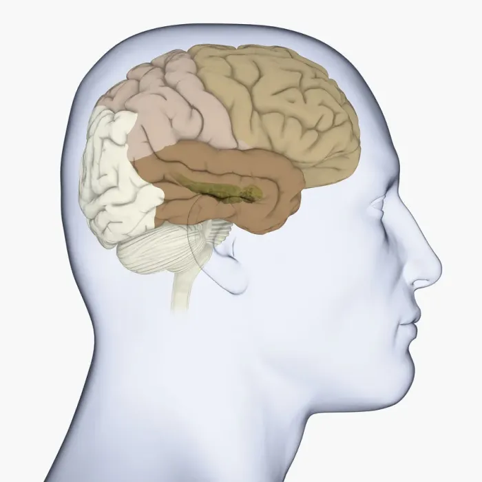 Framed Print : Digital illustration of head in profile showing frontal, parietal and temporal lobes, and hippocampus (green) in brain Framed Print : Digital illustration of head in profile showing frontal, parietal and temporal lobes, and hippocampus (green) in brain