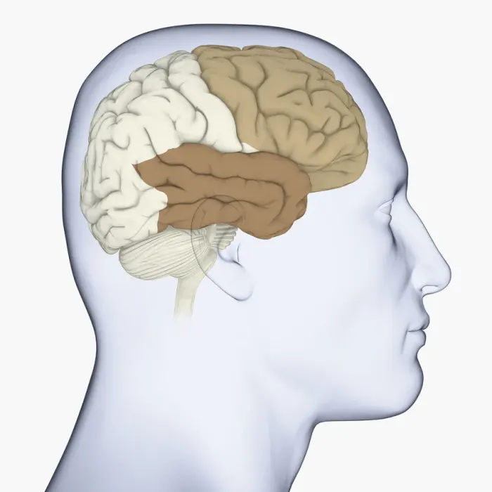 Framed Print : Digital illustration of head in profile showing frontal lobe and temporal lobe in brain Framed Print : Digital illustration of head in profile showing frontal lobe and temporal lobe in brain