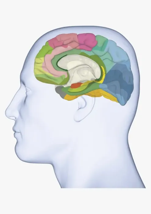 Framed Print : Digital illustration of head in profile showing medial Brodmann areas of human brain highlighted in different colours Framed Print : Digital illustration of head in profile showing medial Brodmann areas of human brain highlighted in different colours