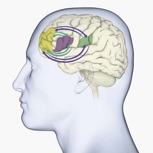 Digital illustration of head in profile showing memory areas of brain