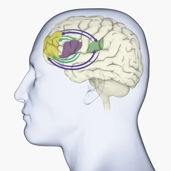 Framed Print : Digital illustration of head in profile showing memory areas of brain Framed Print : Digital illustration of head in profile showing memory areas of brain