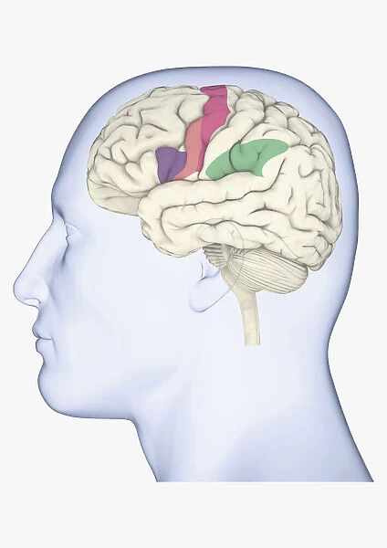 Digital illustration of head in profile showing mirror neurons in human brain highlighted in purple, pink and green