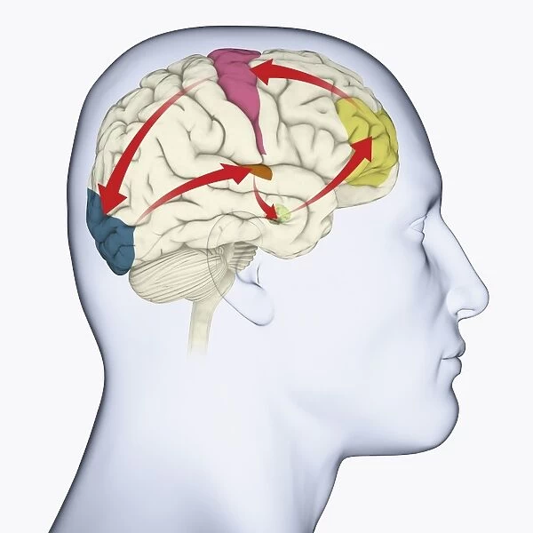 Digital illustration of head in profile showing motor cortex (pink), frontal area and amygdala (green), auditory cortex (orange), and visual cortex in brain