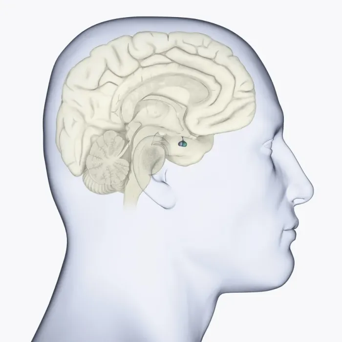 Framed Print : Digital illustration of head in profile showing pituitary gland in brain highlighted in blue Framed Print : Digital illustration of head in profile showing pituitary gland in brain highlighted in blue