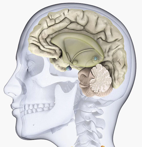 Digital illustration of head in profile showing skull, brain and spine