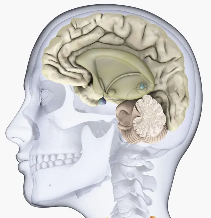 Framed Print : Digital illustration of head in profile showing skull, brain and spine Framed Print : Digital illustration of head in profile showing skull, brain and spine